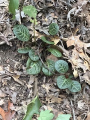 Pyrola americana