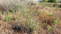 Aristida ternipes gentilis