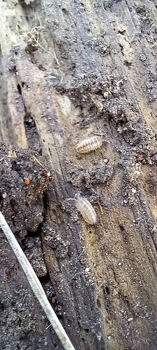 Common Pill Woodlouse