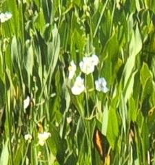 Sagittaria lancifolia, photograph (c) Reanne ("Bean") Dunn, some rights reserved (CC BY)