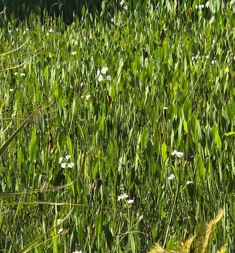 Sagittaria lancifolia, photograph 4