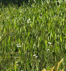 Sagittaria lancifolia, photograph (c) Reanne ("Bean") Dunn, some rights reserved (CC BY)
