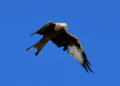 Red Kite