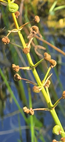 Sagittaria lancifolia, photograph 5