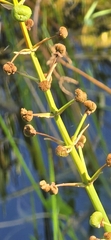 Sagittaria lancifolia, photograph (c) Reanne ("Bean") Dunn, some rights reserved (CC BY)