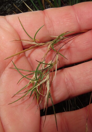 Festuca vivipara observed 2026-09-25