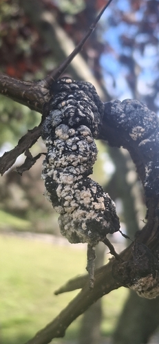 Trichothecium roseum, 2026-09-26