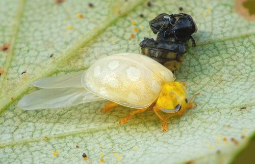 Orange Ladybird