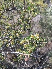 Purshia tridentata