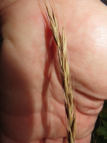Elymus caninus observed 2026-09-25