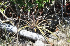 Tillandsia dasyliriifolia