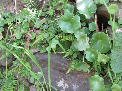 Umbilicus rupestris, photograph 1