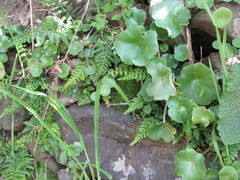 (c) zebedeugalinha, some rights reserved (CC BY) Umbilicus rupestris, photograph (c) zebedeugalinha, some rights reserved (CC BY)
