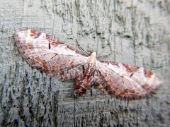 Eupithecia ravocostaliata