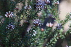 Grevillea buxifolia