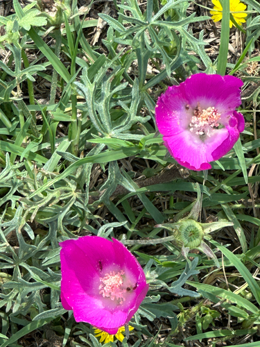 Callirhoe involucrata, 2026-09-26
