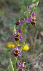 Ophrys × vallis-costae