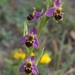 Ophrys Apifera × Ophrys Scolopax - Photo (c) Еlena, some rights reserved (CC BY-NC), uploaded by Еlena