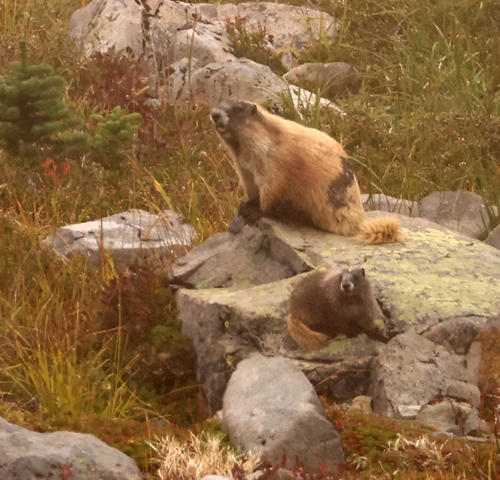 Olympic Marmot observed by kindjay