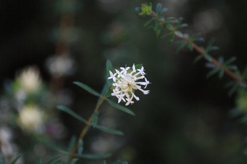 Pimelea linifolia