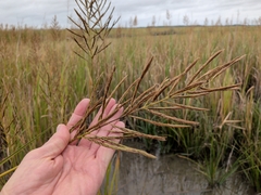Sporobolus cynosuroides