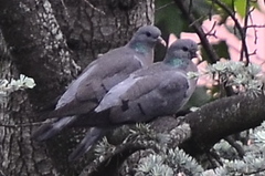 Columba oenas