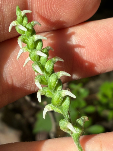 Spiranthes ovalis