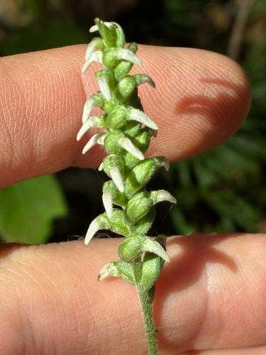 Spiranthes ovalis, photograph 5