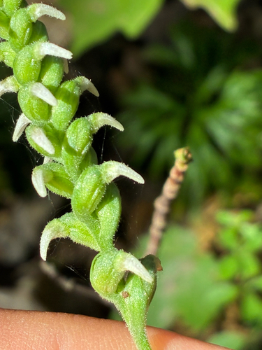 Spiranthes ovalis, photograph 3