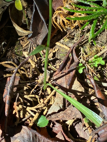 Spiranthes ovalis, photograph 2