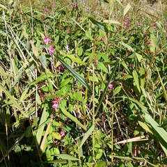 Phragmites australis