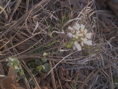 Noccaea fendleri
