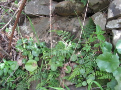 Umbilicus rupestris