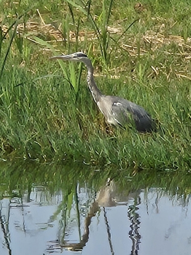 Grey Heron