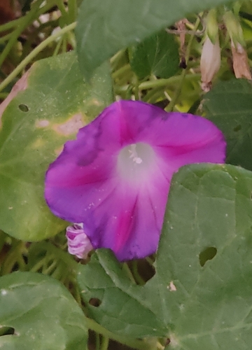 common morning-glory