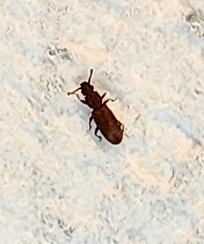Oryzaephilus surinamensis, 2026-09-26