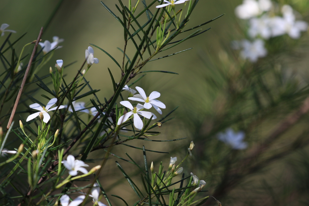 Ricinocarpos pinifolius; photograph (c) Sofia Zvolanek, some rights reserved (CC BY)