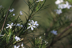 Ricinocarpos pinifolius