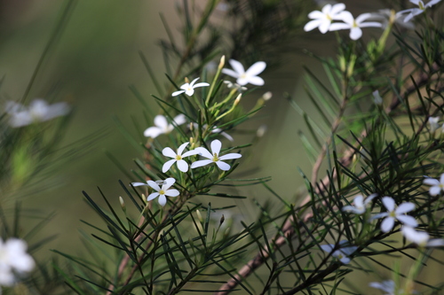 Ricinocarpos pinifolius, photograph 1