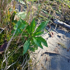 Eupatorium cannabinum