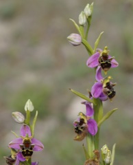 Ophrys × vallis-costae