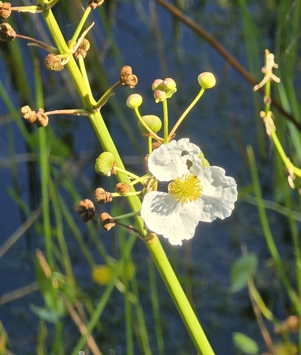 Sagittaria lancifolia, photograph 2