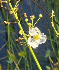 Sagittaria lancifolia, photograph (c) Reanne ("Bean") Dunn, some rights reserved (CC BY)