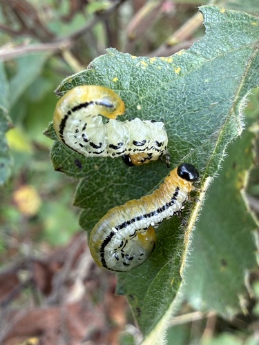 striped alder sawfly