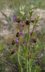Ophrys × vallis-costae