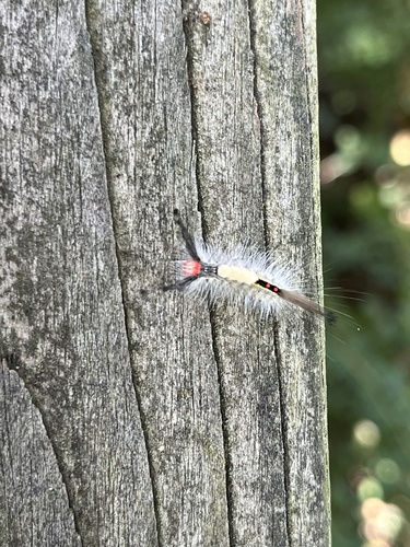 White-marked tussock moth