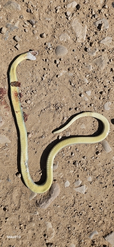 Western Yellow-bellied Racer