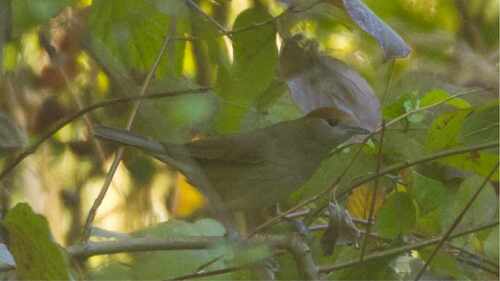 Eurasian Blackcap