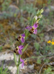 Ophrys × vallis-costae