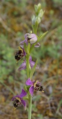 Ophrys × vallis-costae